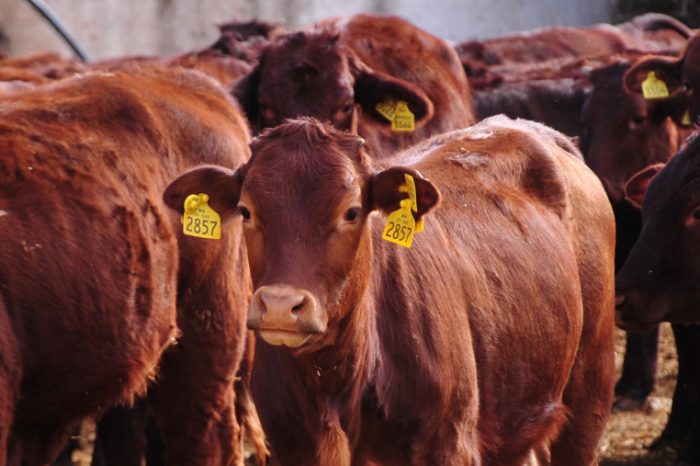 Maladie hémorragique épizootique: une pathologie non zoonotique